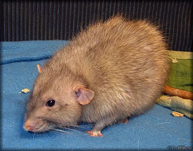 Животное похожее на большую крысу. Крысята Лонг длинношерстные. Пушистая крыса. Животное похожее на крысу. Пушистая крыса декоративная.
