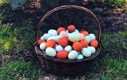 Какая кура несет голубое яйцо