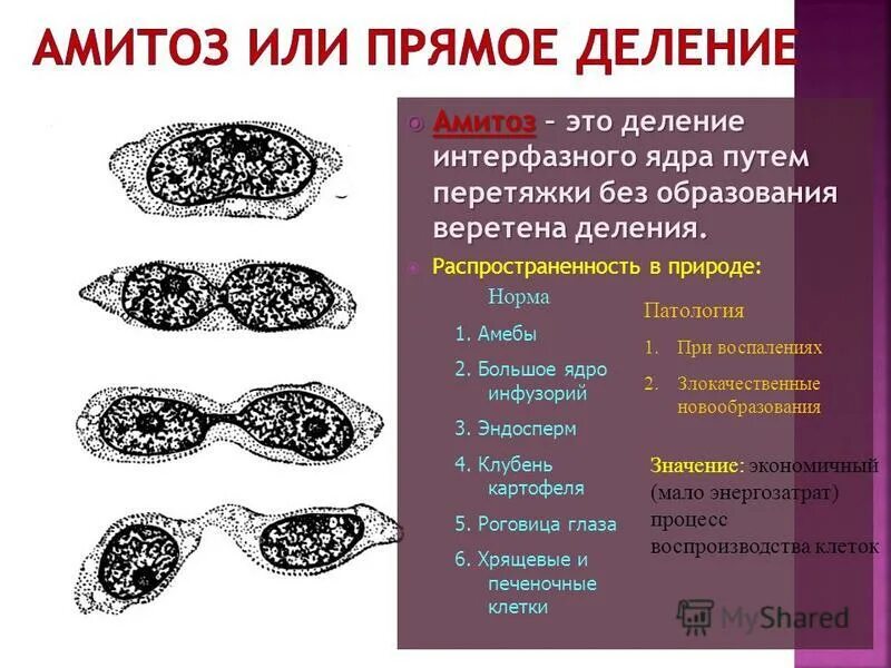споры мха образуются в результате амитоза