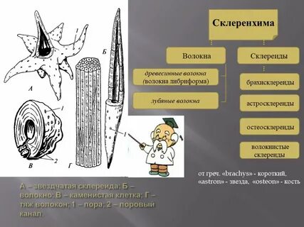 Какую функцию выполняют древесинные и лубяные