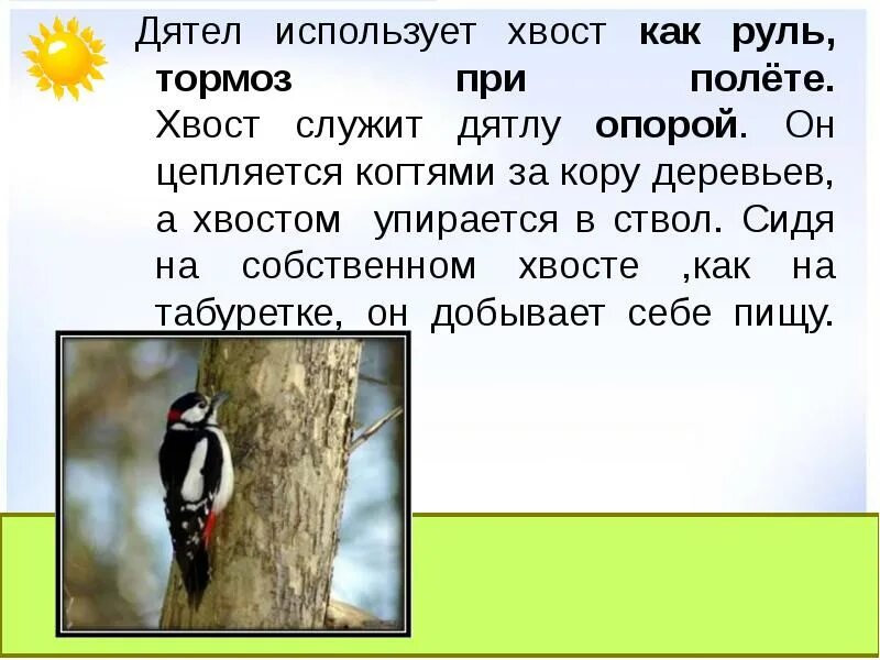 Хвост дятла. Сообщение о дятле. Дятел презентация. Что делает дятел. Лапками цепляется хвостиком упирается носом постукивает