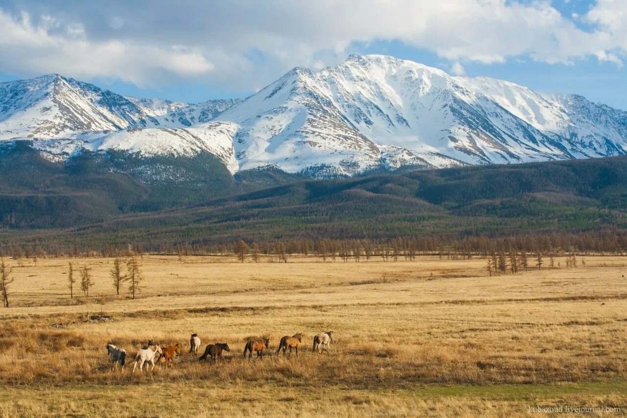 Курайская Долина горный Алтай. Курайская степь горный. Республика Алтай Курайская степь. Кош Агач Курайская степь.