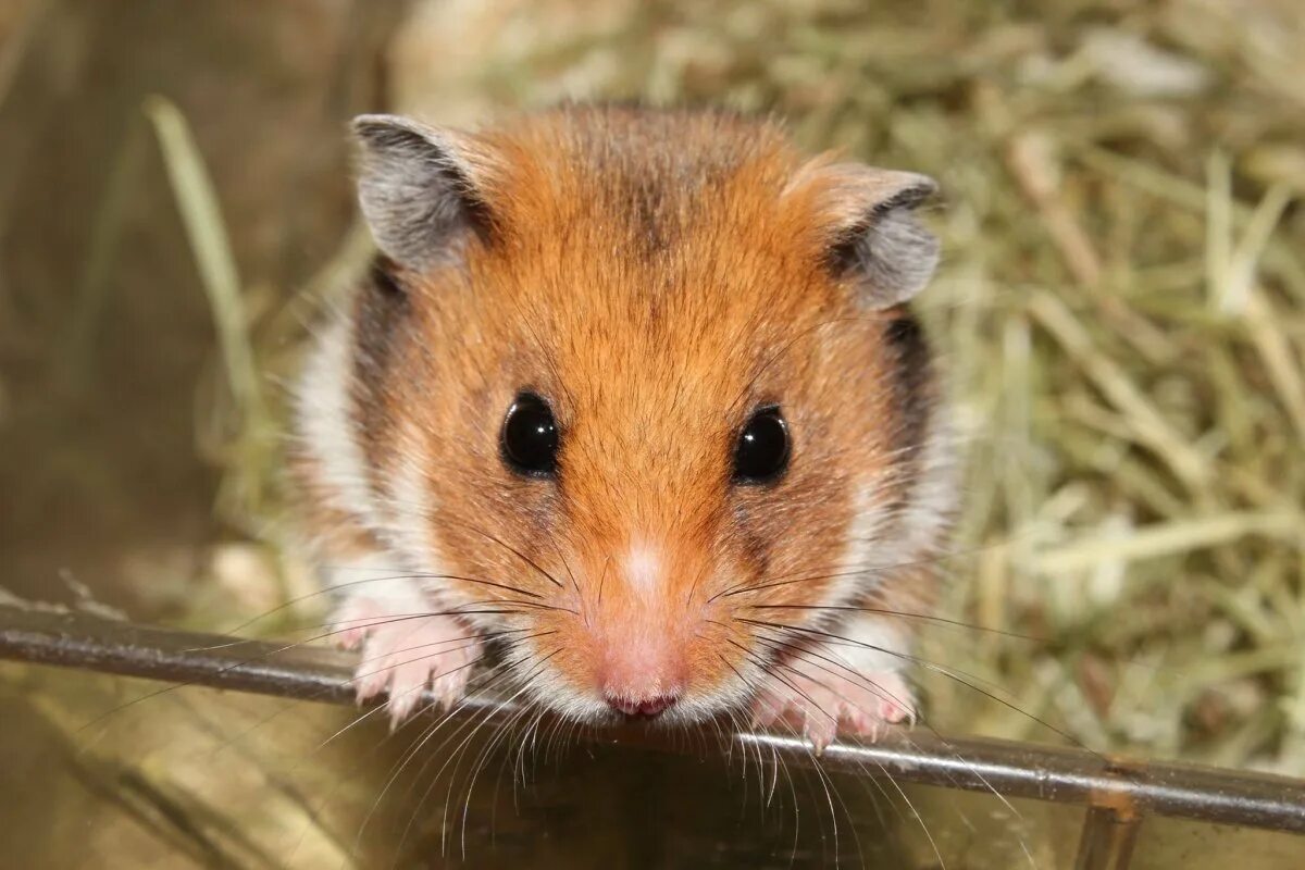 Кузнечиковый хомячок. Хомячок сирийский (Mesocricetus auratus). Полевой хомяк карбыш. Эверсмановы хомячки. Обыкновенный хомяк карбыш.