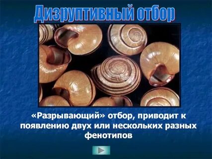 Дизруптивный разрывающий отбор примеры