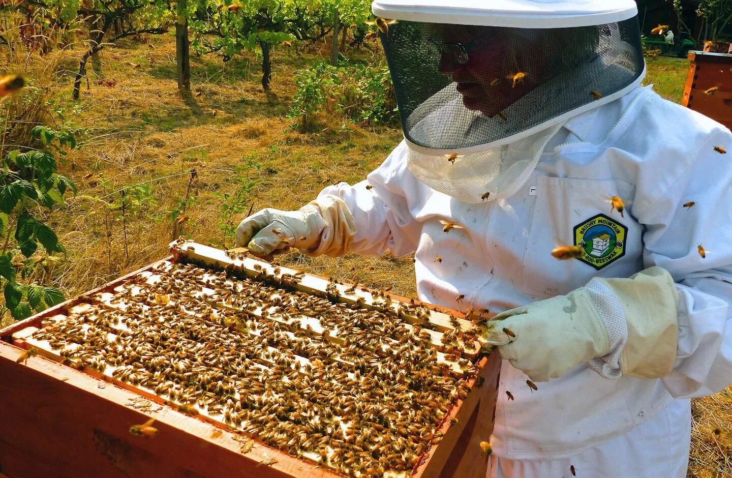 Пчеловодное хозяйство "Пасечник Шишкин". Пчелы пасека. Обустройство пасеки. Пчеловодство мед. Мед пчелы пасека