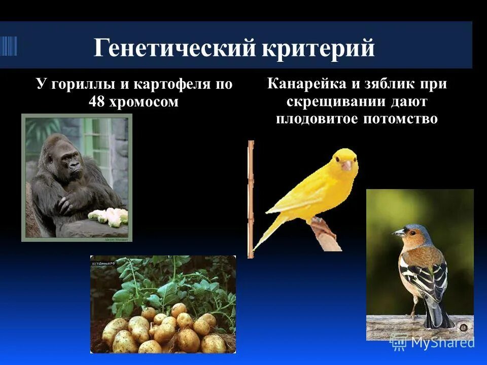 генетический критерий животных