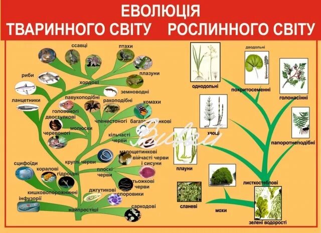 схема эволюционного развития растений. эволюция растительных организмов. эволюция. растения. таблица эволюция растений 6 класс биология.