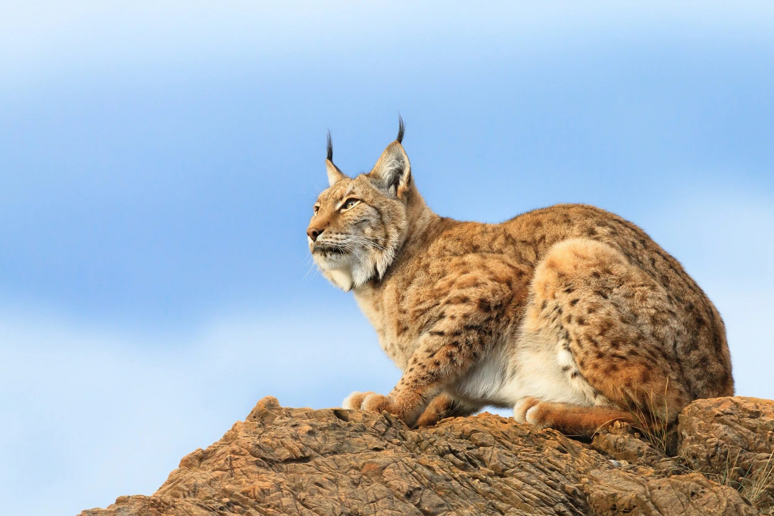 Фотографии рыси. Рысь Линкс. Обыкновенная Рысь. Рысь обыкновенная (лат. Lynx Lynx). Туркестанская Рысь.