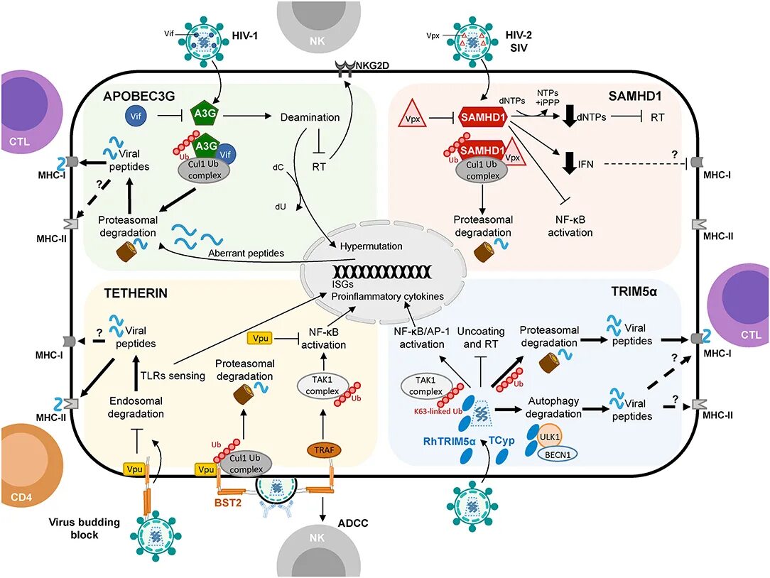 HIV-1 and HIV-2 total antibody. Apobec3 структура и механизм. Aid/APOBEC дезаминазы. HIV-1. Human immunodeficiency virus 1