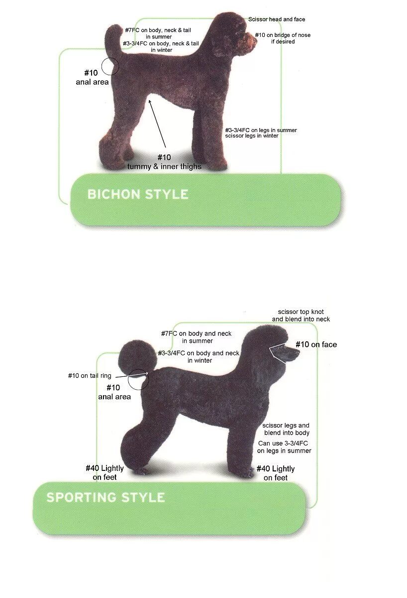 Схема стрижки пуделя Бардышева. Стрижка пуделя Кеннель. Схема стрижки ветеран на пуделях. Схема стрижки пуделя под Льва. Схема пуделя