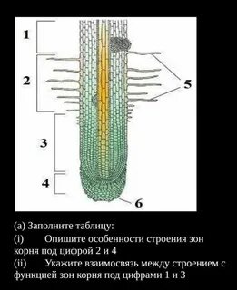 Установите последовательность расположения зон корня