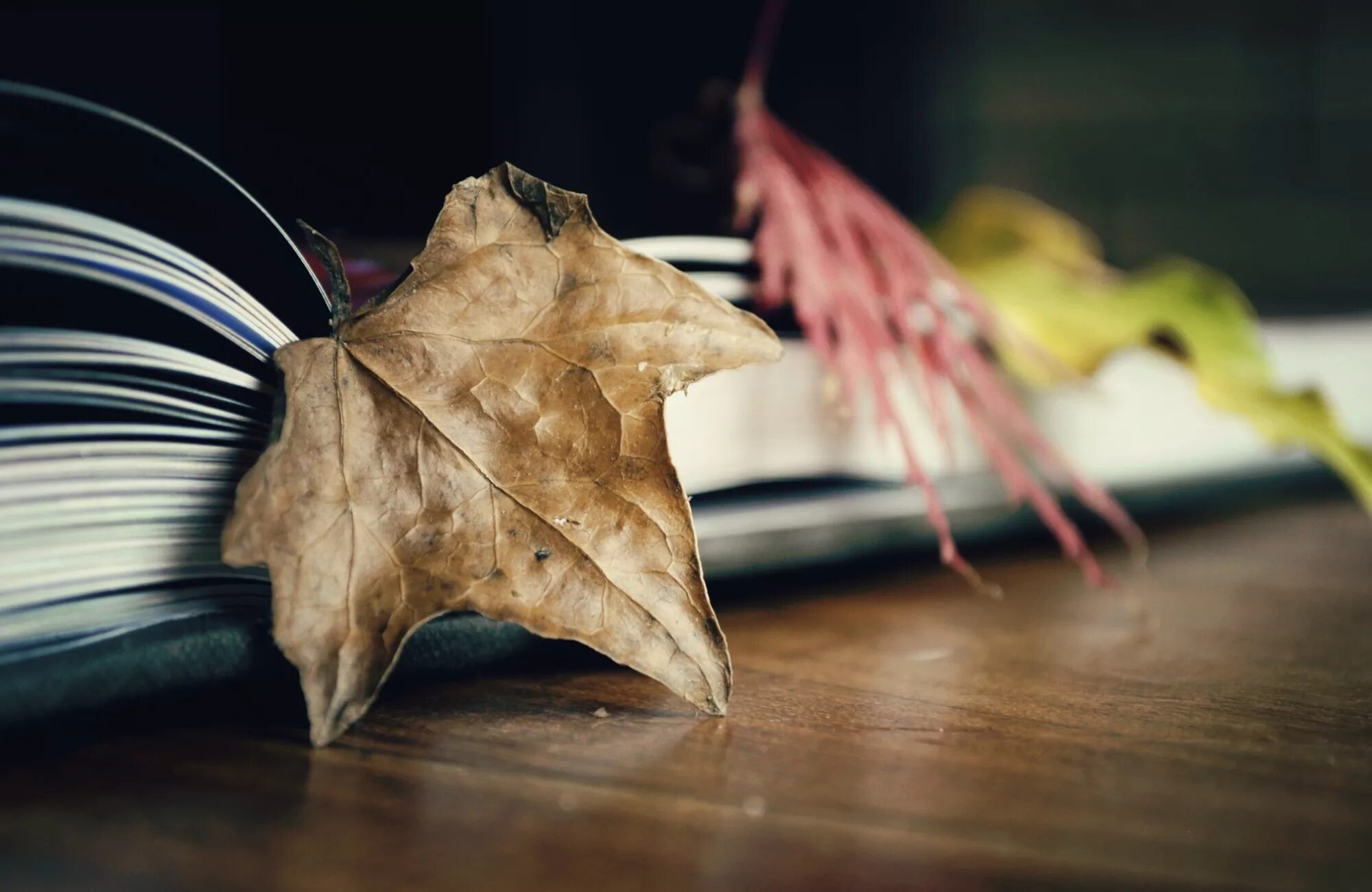Опавшие листья книга. Лист книги. Книги про осень. Листок на столе. Осенние листья и перо.
