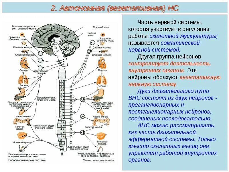 Формирование головного и спинного мозга. Отделы головного мозга контролирующие работу скелетных мышц. строение и функции спинного мозга вегетативная нервная система. автономная вегетативная нервная система. расположение двигательного нейрона в парасимпатическом отделе.