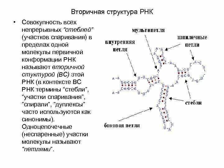 Вторичная и третичная структура РНК. Первичная структура РНК типы РНК. Первичная вторичная и третичная структура ТРНК. Первичная и вторичная структура ТРНК.