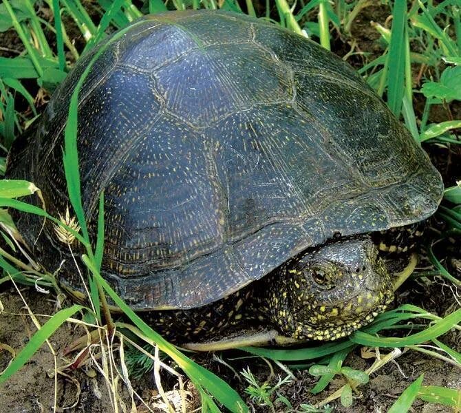 Болотная черепаха развитие. Болотная черепаха Emys orbicularis (Linnaeus, 1758). Астраханский заповедник Болотная черепаха. Астраханская Болотная черепаха. Тульская Болотная черепаха.