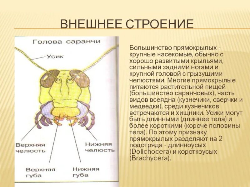 Строение головы саранчи. Ротовой аппарат саранчи. Строение ротового аппарата кузнечика. Строение головы насекомых.