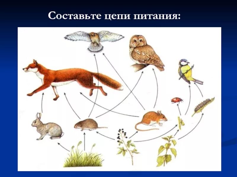 Цепь питания в степи рисунок. Составь цепь питания. пищевая цепочка степи. цепочка питания живых существ. цепочка питания степных животных.