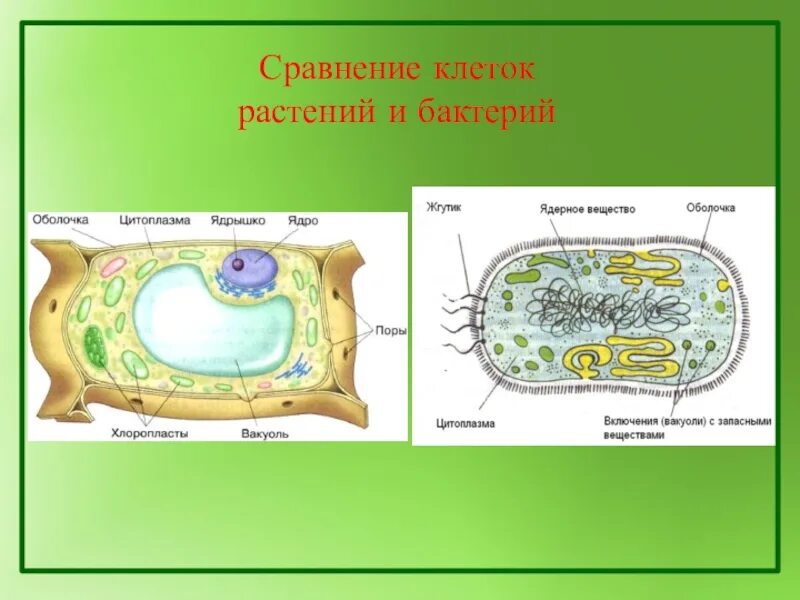 Растительные клетки 5 класс биология. Растительная клетка 5 класс биология. Клетка растения 5 класс биология. Клетка бактерии и растения. Бактериальная и растительная клетка.