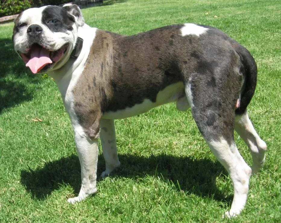 Бульдог отто. Бульдог отто. Бульдоги — бразильский, алапахский чистокровный (отто), амбульдог. Бульдог алапахский чистокровный. Бульдог алапахский чистокровный.