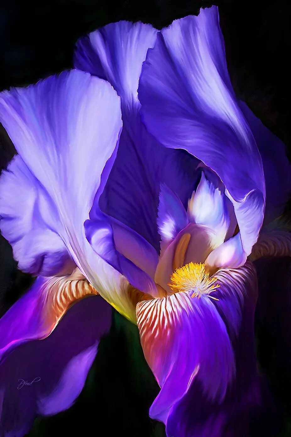 Каким цветом ирис цветок. Ирис Касатик фиолетовый. Ирис фиолетовый обыкновенный. Цветок Ирис Касатик. Ирис попугайный.