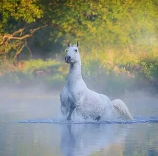 Horse fishing