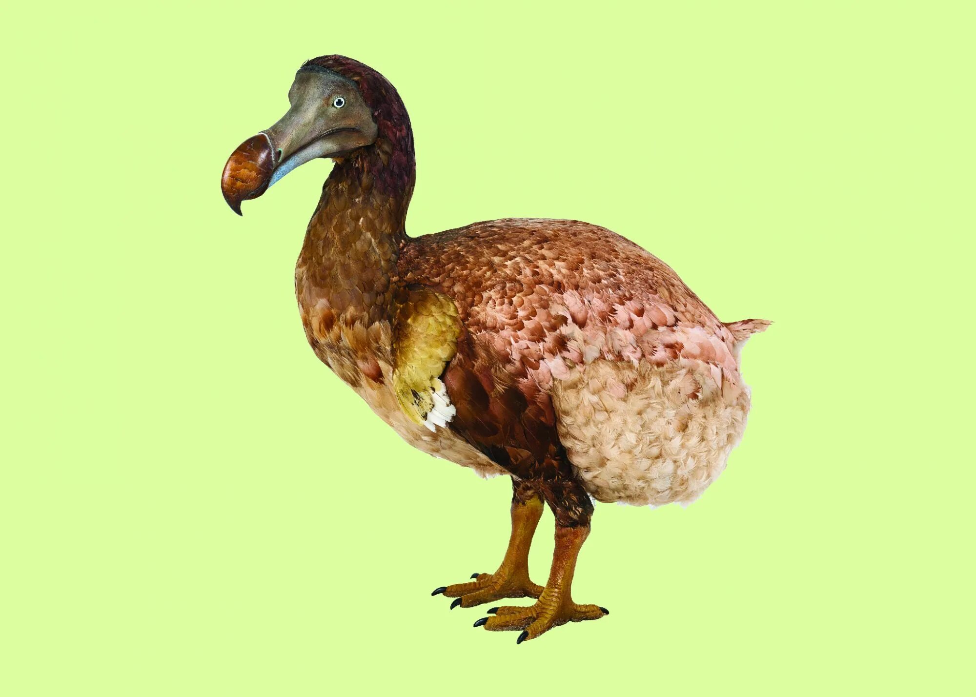 Птица Дронт Додо. Мавританский Дронт. Вымершая птица Додо. Голубь Дронт. Додо животное