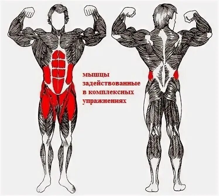 Совмещаете группы мышц. Все группы мышц. группы мышц.