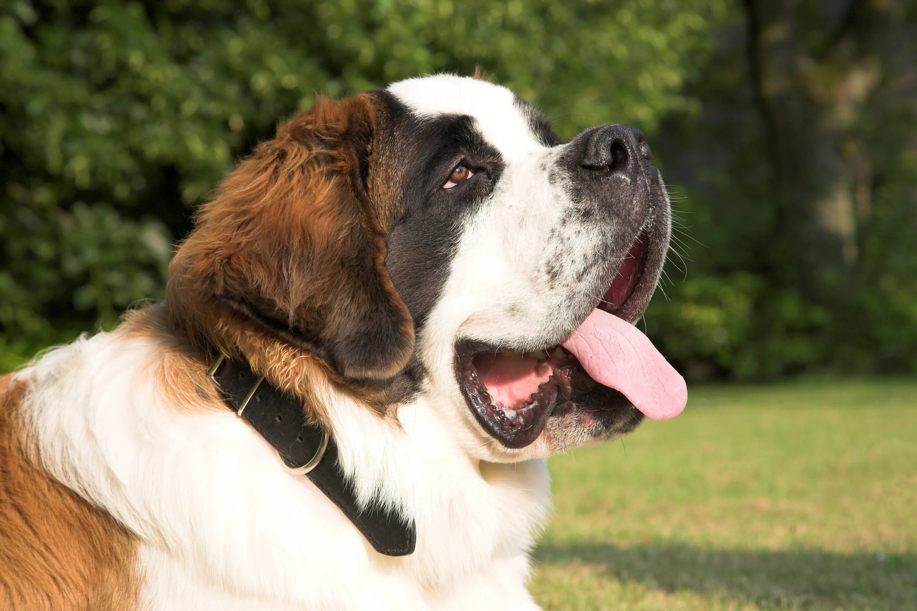 Сенбернар. Сенбернар Бетховен. Сенбернар Бенедиктин. Сенбернар (Saint Bernard).