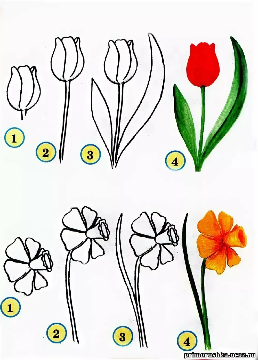 Изображение цветов 6 класс. Схемы рисования цветов. Рисование цветов пошагово. Простые цветы для рисования. Рисование цветов для детей.