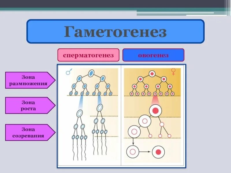 Гаметогенез 10 класс. Зона роста овогенеза. Овогенез зона размножения и зона созревания. Гаметогенез сперматогенез гаметогенез овогенез. Стадии гаметогенеза сперматогенеза