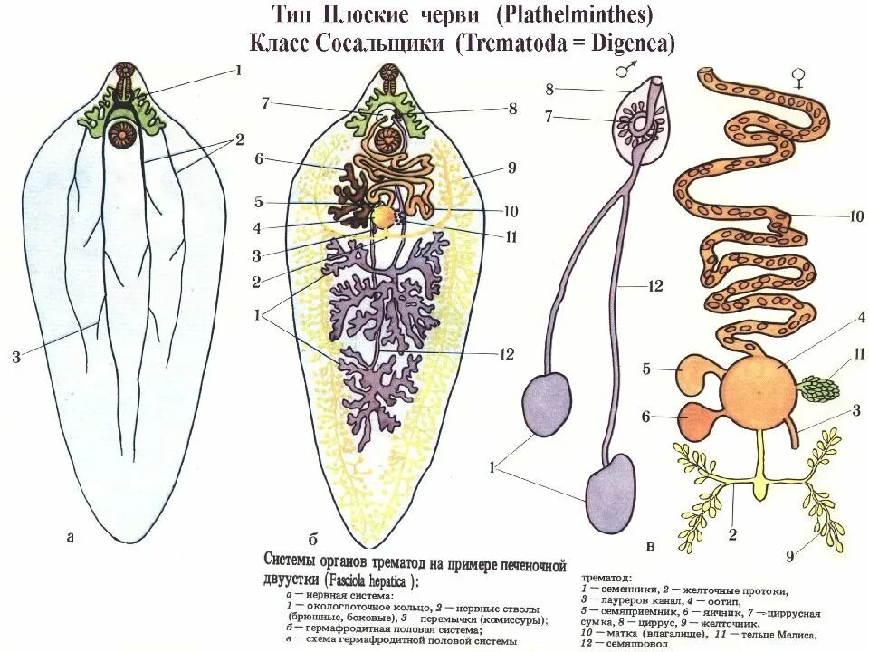 Строение пищеварительной системы печеночного сосальщика. Половая система печеночного сосальщика. Печеночный сосальщик строение половая система. Системы органов печеночного сосальщика. Системы органов сосальщиков