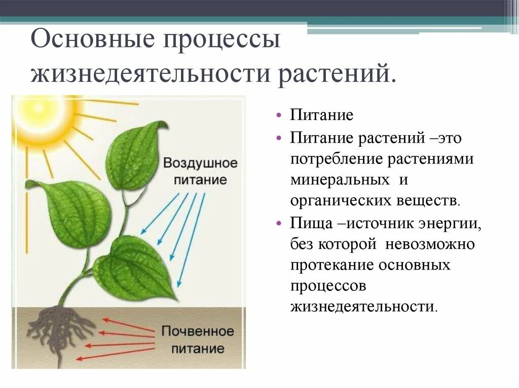 Процессы жизнедеятельности цветковых растений. Процессы жизнедеятельности растения дыхание питание. Процессы жизнедеятельности растений 6 класс биология. Процессыжинидеятельностирамтений.