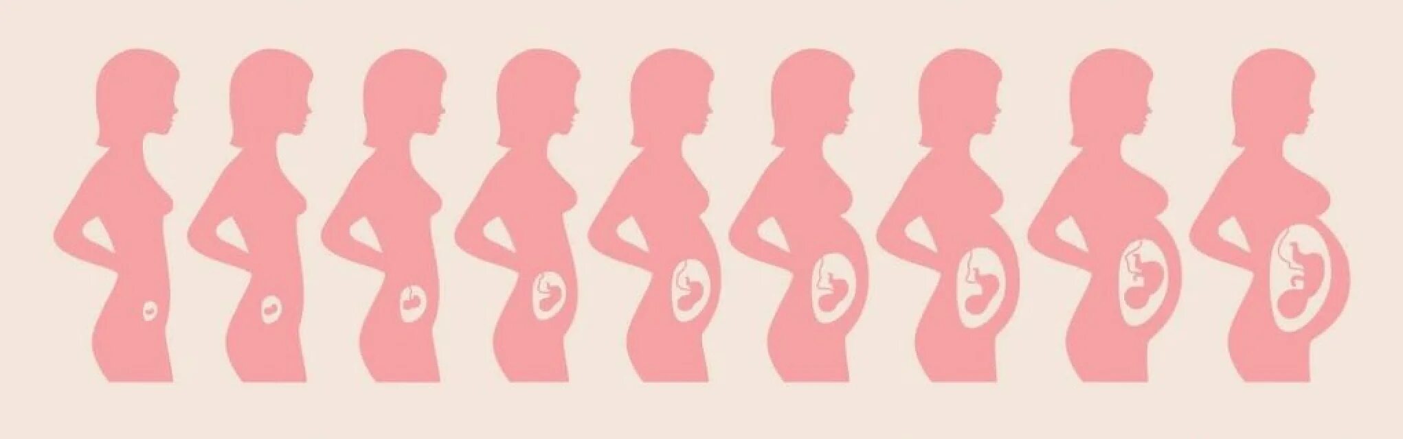 Три триместра. Размеры матки в 1 триместре беременности. Схема развития беременности по неделям. Стадии развития плода при беременности по неделям. Расположение ребенка в животе по неделям.