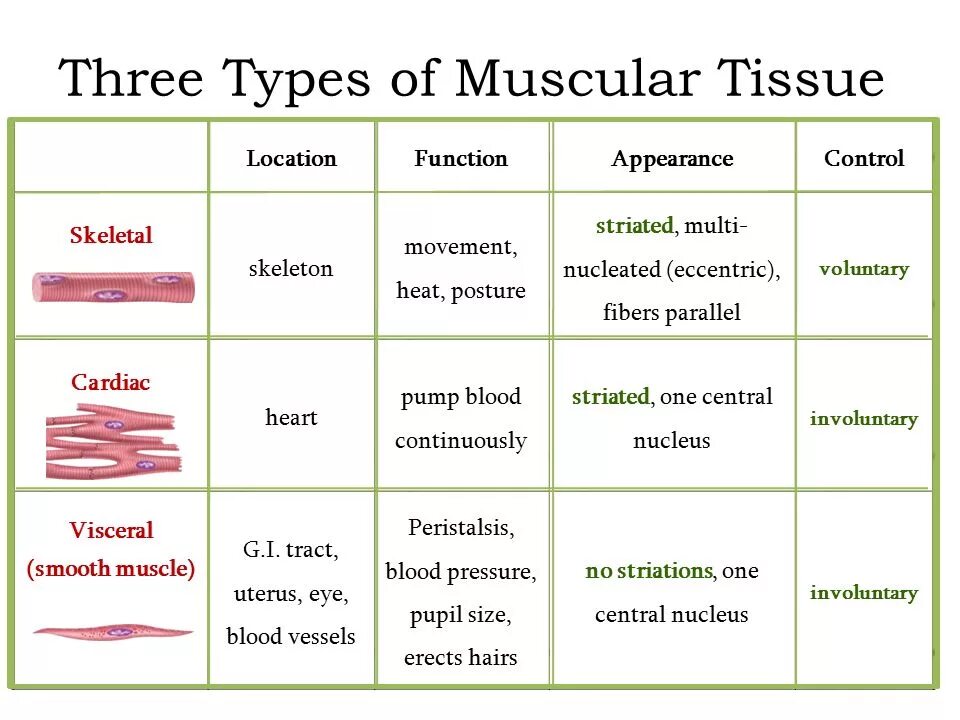 Types of muscles. Human’s Tissues таблица. The four Primary Tissue Types. Types of Tables.