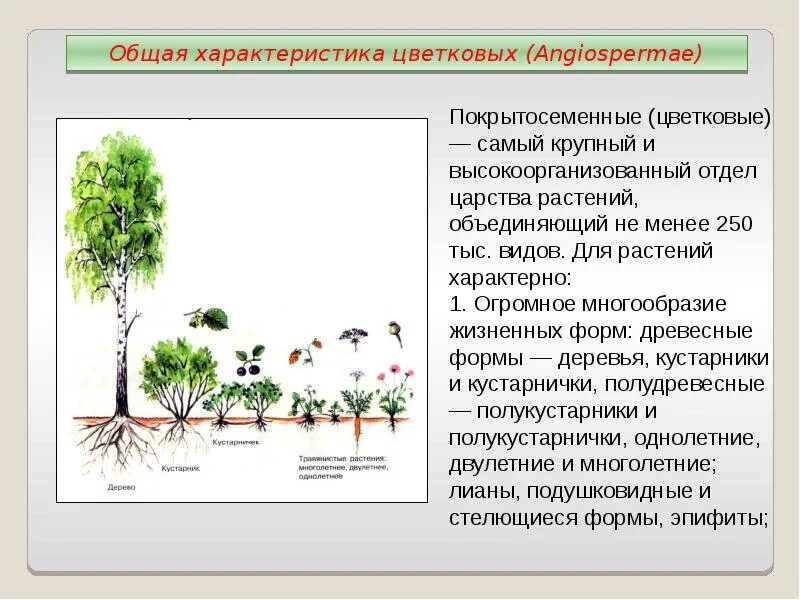 Примерах можно показать разнообразие покрытосеменных. Характеристика основных свойств покрытосеменных. покрытосеменные полукустарники. общая характеристика цветковых покрытосеменных. отдел покрытосеменные растения общая характеристика.