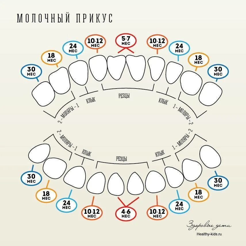 Молочные зубы схема прорезывания. Зубы малыша схема прорезывания. Зубы у детей порядок прорезывания до года. Зубы у детей схема прорезывания постоянных зубов.