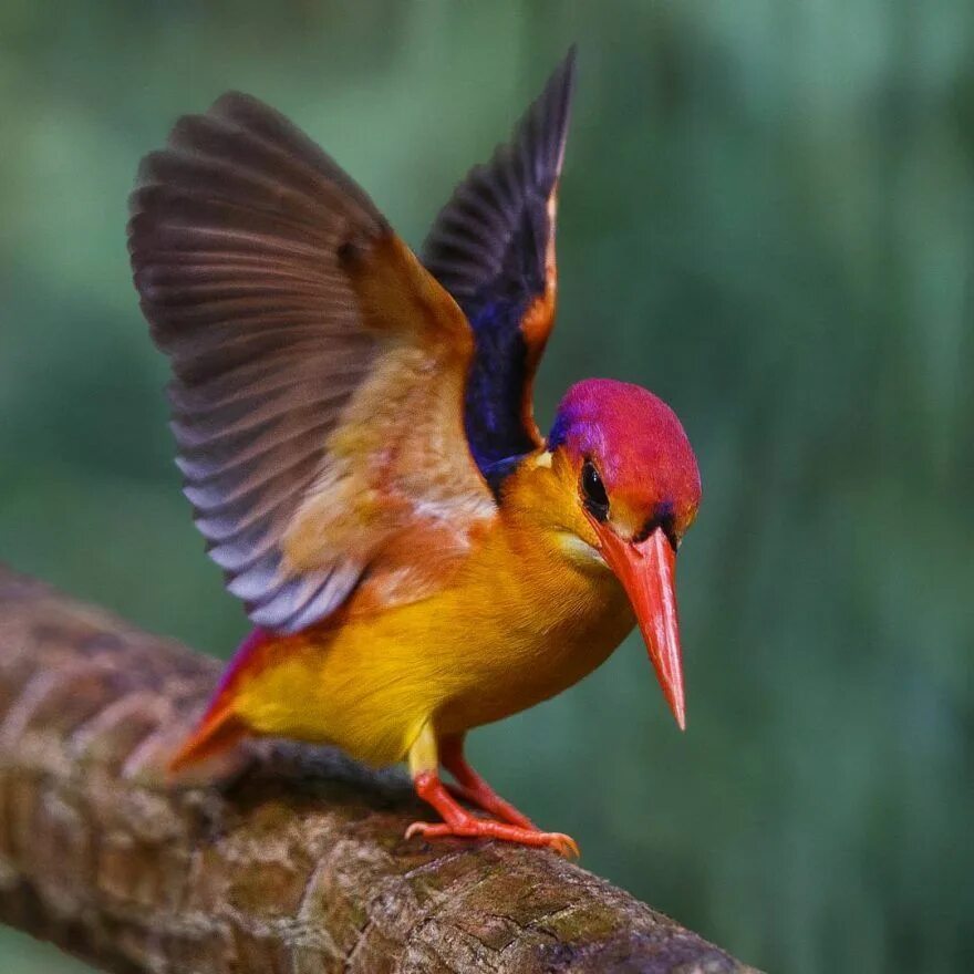 Kind birds. Джонсон Чуа. Фотограф Джонсон Чуа. Красивые птицы. Удивительные птицы.