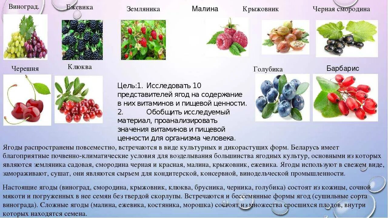 Крыжовник содержание витаминов. Полезные ягоды. Ягоды с названиями для детей. Ягода представители. Лечебные ягоды названия.