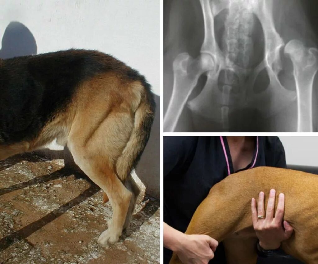 Дисплазия тазобедренных суставов у собак. Тазобедренная дисплазия у собак.