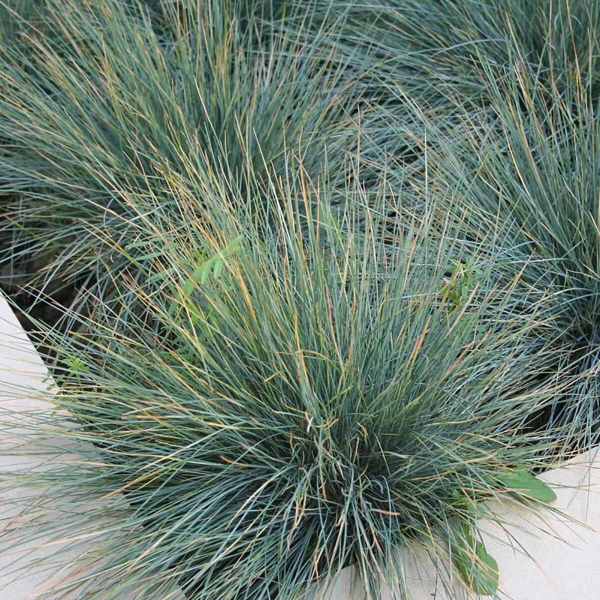 Овсяница сизая. Фестука. Овсяница сизая "festuca". Овсяница готье. Фестука.