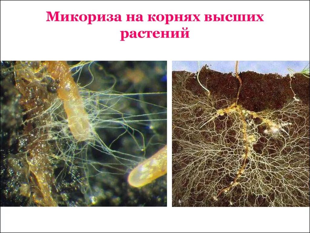 Микориза гриба представляет собой. Микориза грибокорень. грибница микориза. грибница/мицелий микориза что это?. грибная микориза.