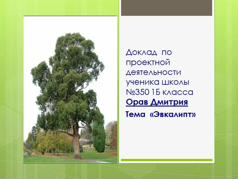 Сообщение ученика 4 класса. Доклад по пт. доклад по теме фотография. доклад по маиийцем. сообщение по швардс 4 класс.
