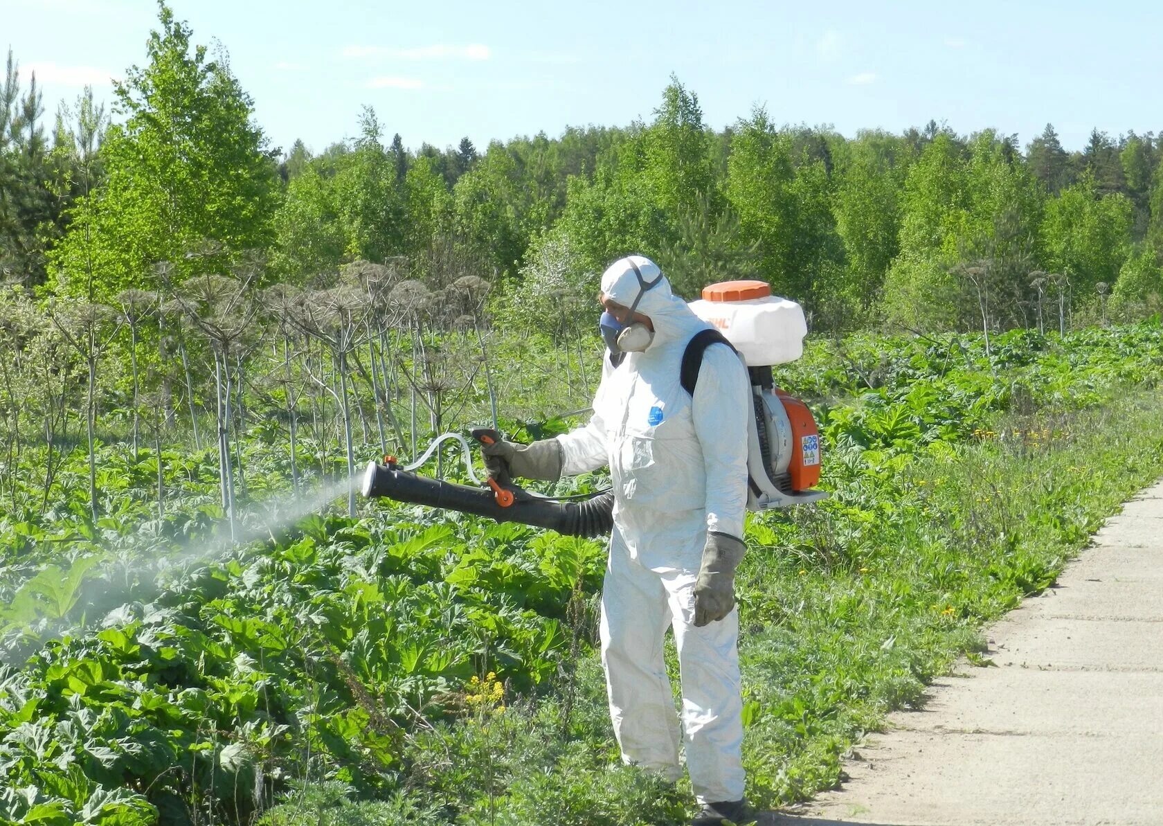 Гербицид для борщевика. Гербицид для борщевика. Обработка от борщевика сосновского. Обработка борщевика гербицидами. Борщевик химическая обработка.