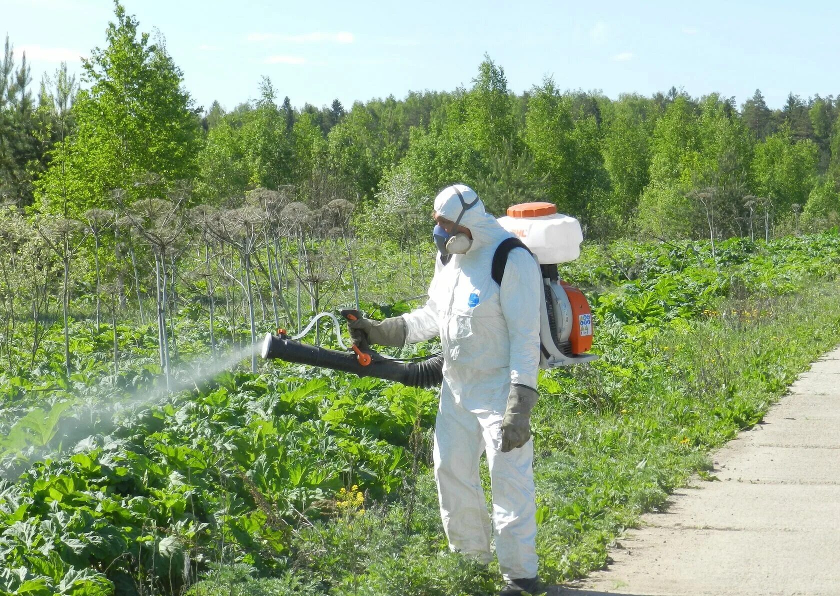 Борьба с борщевиком Сосновского. Обработка борщевика гербицидами. Борщевик Сосновского обработка обработка. Борщевик Сосновского обработка. Удаление борщевика