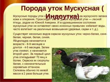 Продолжительность жизни утки