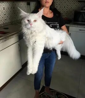 Кун кефир