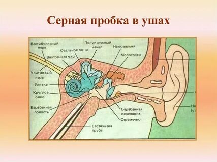 Пробка и ушки