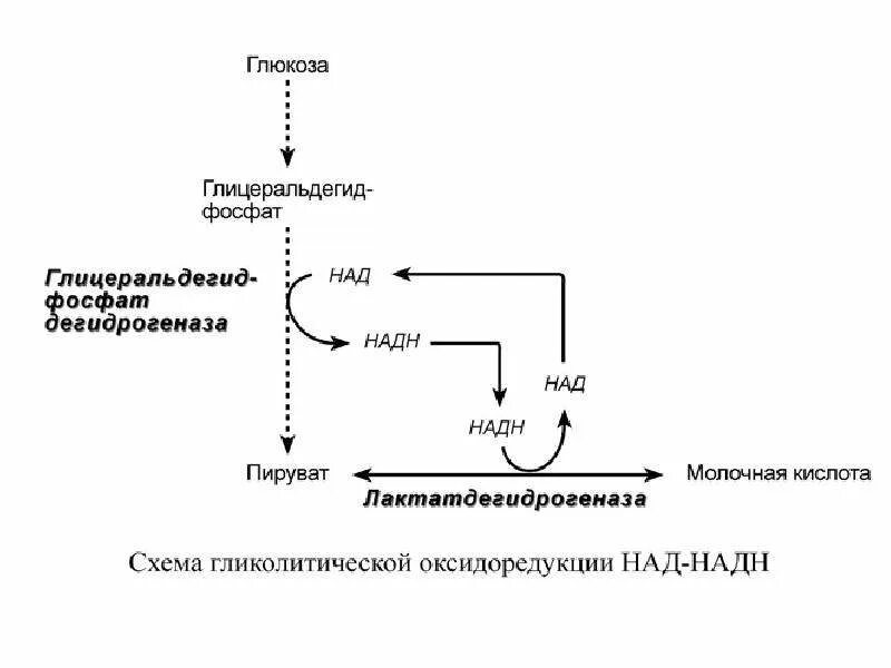 Образуется молочная кислота какой этап