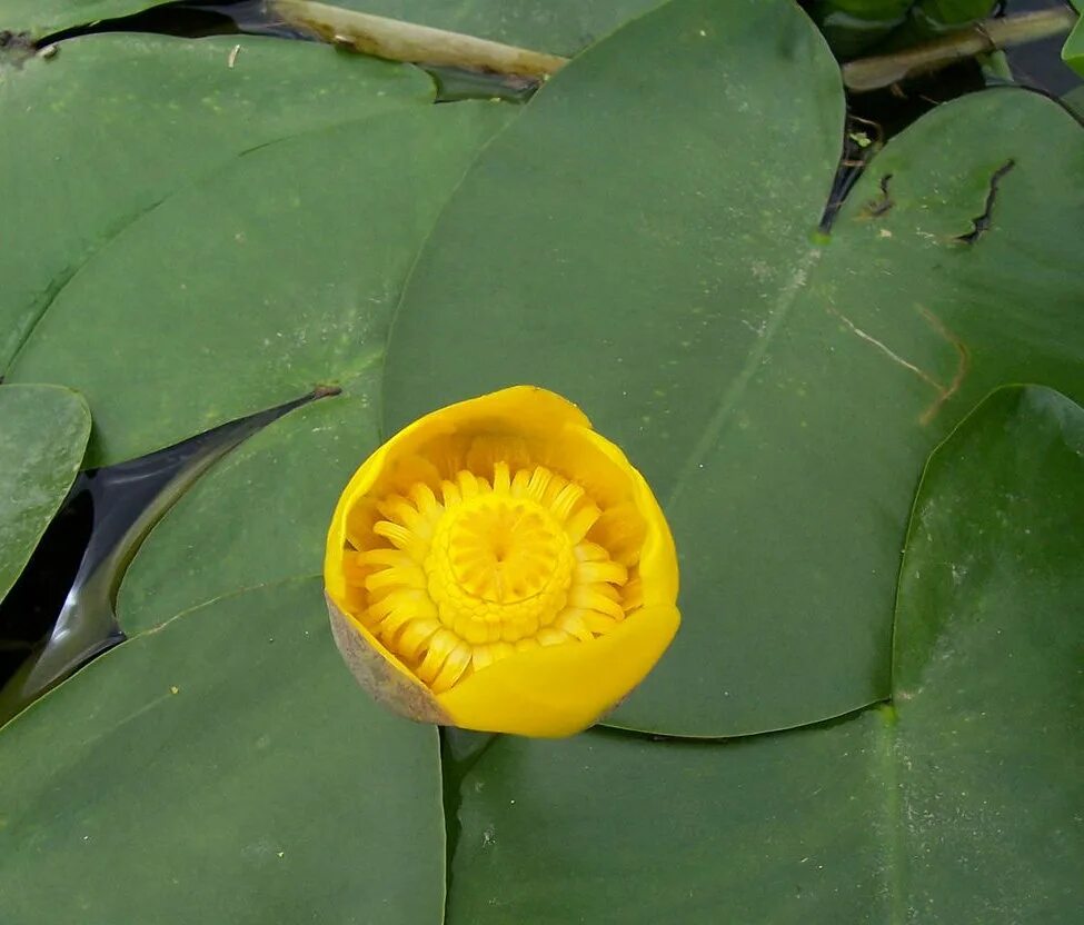 Текст желтая кувшинка. Кубышка (Nuphar). Кувшинка кубышка. Nuphar lutea. Кубышка Болотная.