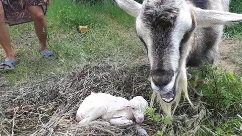 Коза первым окотом